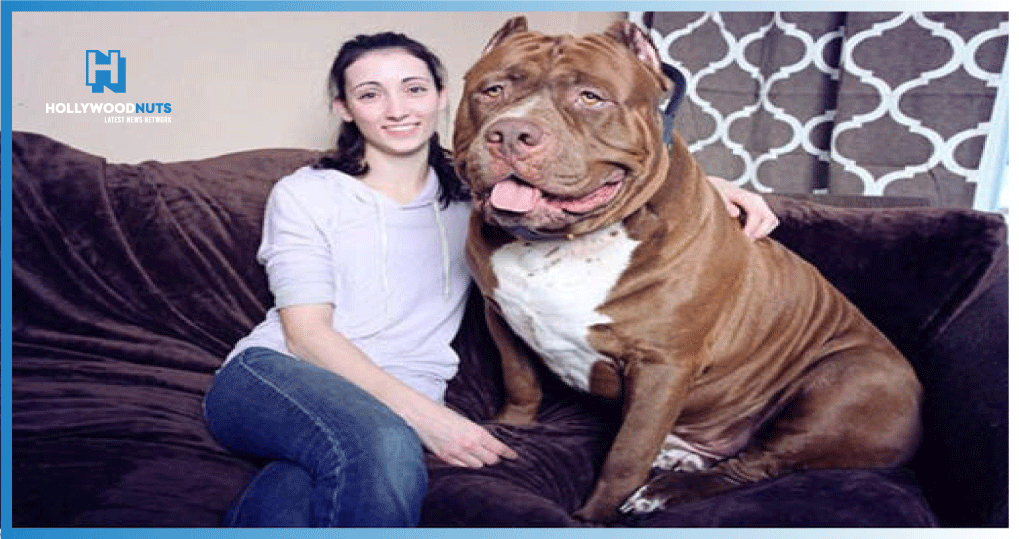 Meet Hulk The Unstoppable Growth Of The World S Largest Pit Bull Omg Shocking Hollywood Nuts